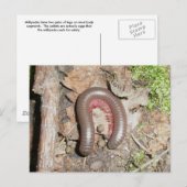 Millipede (Spirobolida-Narceus americanus) Postkarte (Vorne/Hinten)