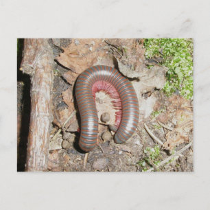 Millipede (Spirobolida-Narceus americanus) Postkarte