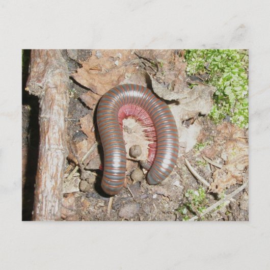 Millipede (Spirobolida-Narceus americanus) Postkarte (Vorderseite)