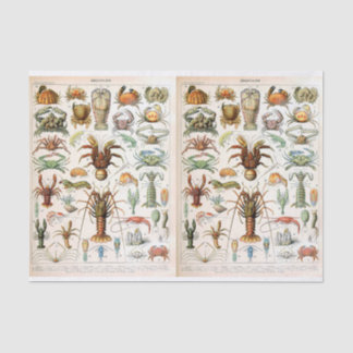 Millot Illustration, Krebstiere, Dekoupage Seidenpapier