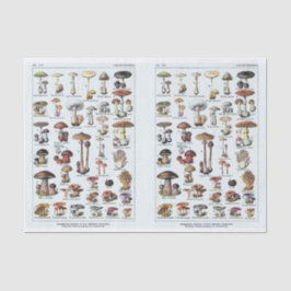 Millot Illustrationen, Pilze, Decoupage Seidenpapier