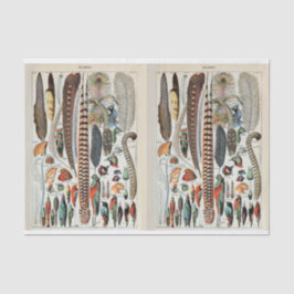 Millot-Illustrationen, Vogelfedern, Decoupage Seidenpapier