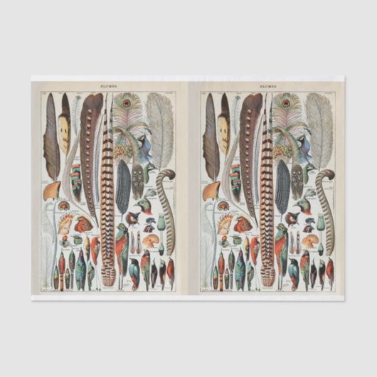 Millot-Illustrationen, Vogelfedern, Decoupage Seidenpapier (Vorderseite)