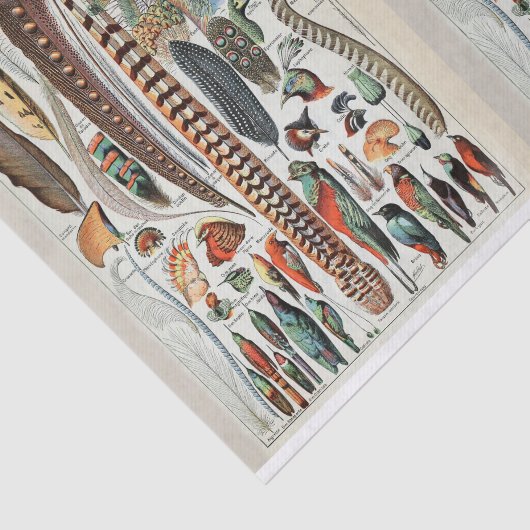 Millot-Illustrationen, Vogelfedern, Decoupage Seidenpapier (Ausschnitt)