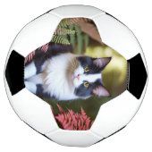 Milly The Ragdoll Cat, Soccerball Fußball (Gedreht)