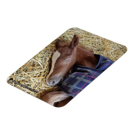 Milton Monday Magnet (Linke Seite)