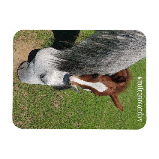 Milton Monday Magnet (Horizontal)