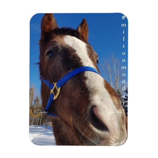 Milton Monday Magnet (Vertikal)