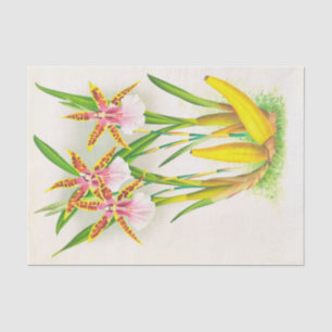 Miltonia Blunti (Orchid) von Jean Jules Linden Seidenpapier