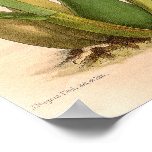 Miltonia candida Orchid Poster (Ecke)