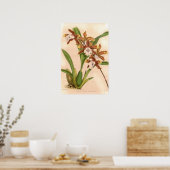 Miltonia candida Orchidee Poster (Küche)