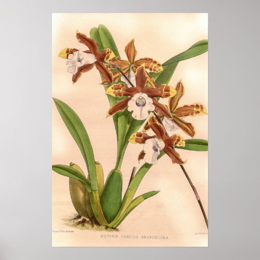 Miltonia candida Orchidee Poster (Vorne)