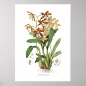 Miltonia candida poster (Vorne)