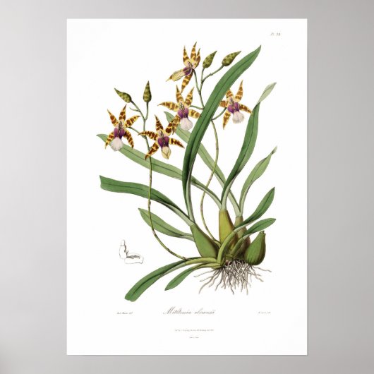 Miltonia clowesii. poster (Vorne)
