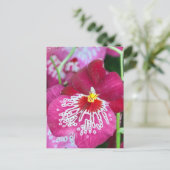 Miltonia-Orchidee-Blume Postkarte (Stehend Vorderseite)