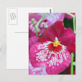 Miltonia-Orchidee-Blume Postkarte (Vorne/Hinten)