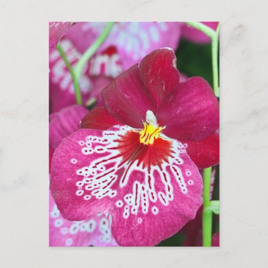 Miltonia-Orchidee-Blume Postkarte (Vorderseite)