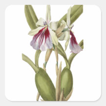 Miltonia Spectabilis Orchidee botanischer Aufklebe