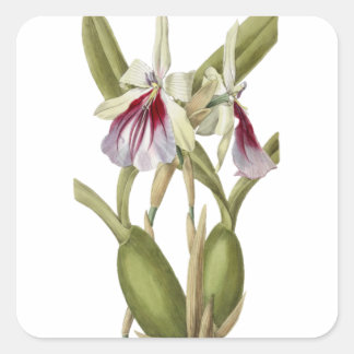 Miltonia Spectabilis Orchidee botanischer Aufklebe Quadratischer Aufkleber