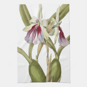 Miltonia Spectabilis Orchidee botanisches Küchentu Geschirrtuch