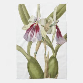 Miltonia Spectabilis Orchidee botanisches Küchentu Geschirrtuch