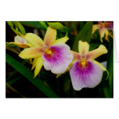 Miltonia Sunset (Vorderseite (Horizontal))