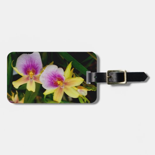 Miltonia Sunset Gepäckanhänger (Vorderseite horizontal)