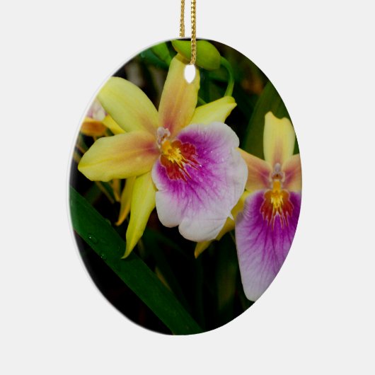 Miltonia Sunset Keramik Ornament (Rechts)