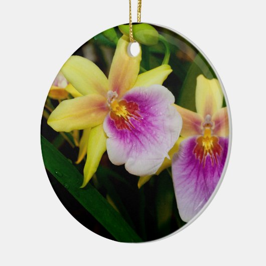 Miltonia Sunset Keramik Ornament (Links)