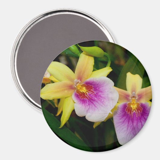 Miltonia Sunset Magnet (Vorderseite/Rückseite)