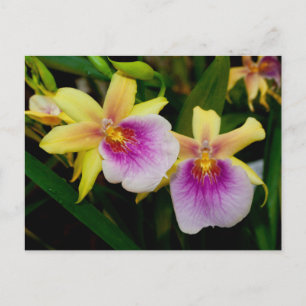 Miltonia Sunset Postkarte