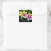 Miltonia Sunset Quadratischer Aufkleber (Tasche)