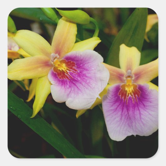 Miltonia Sunset Quadratischer Aufkleber (Vorderseite)