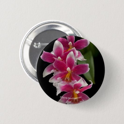 Miltonioda Kirschblüte Button (Vorne & Hinten)