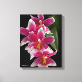 Miltonioda Sakura Leinwanddruck (Vorderseite)