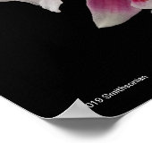 Miltonioda Sakura Poster (Ecke)