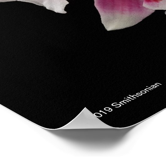 Miltonioda Sakura Poster (Ecke)