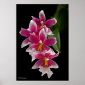 Miltonioda Sakura Poster (Vorne)