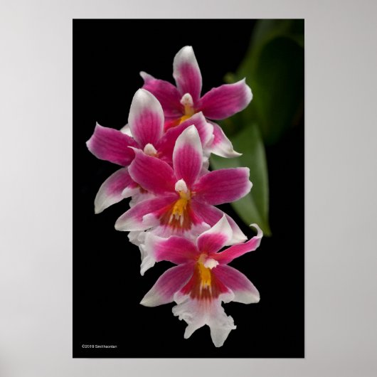 Miltonioda Sakura Poster (Vorne)