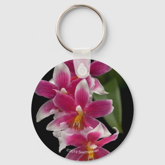 Miltonioda Sakura Schlüsselanhänger (Vorderseite)