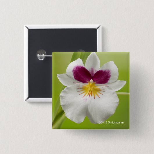 Miltoniopsis Roezlii (Pansy-Orchideen) Button (Vorne & Hinten)