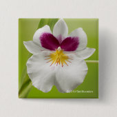 Miltoniopsis Roezlii (Pansy-Orchideen) Button (Vorderseite)
