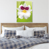 Miltoniopsis Roezlii (Pansy Orchids) Leinwanddruck (Insitu (Schlafzimmer))