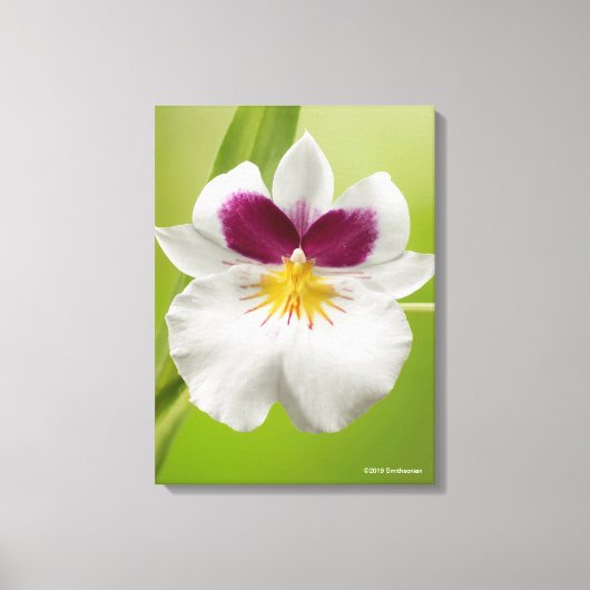 Miltoniopsis Roezlii (Pansy Orchids) Leinwanddruck (Vorderseite)