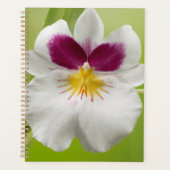 Miltoniopsis Roezlii (Pansy Orchids) Planer (Vorderseite)