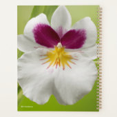 Miltoniopsis Roezlii (Pansy Orchids) Planer (Rückseite)