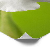 Miltoniopsis Roezlii (Pansy Orchids) Poster (Ecke)