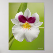 Miltoniopsis Roezlii (Pansy Orchids) Poster (Vorne)