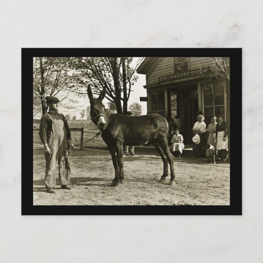 Milwaukee Mule und Bauer Vintag Postkarte (Vorderseite)