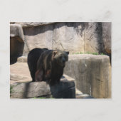 Milwaukee-Zoobär Postkarte (Vorderseite)